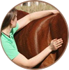 Physiotherapie und Osteopathie Pferd, Physiotherapie und Osteopathie Hund, Physiotherapie und Osteopathie Tier, EMRT die Bowen Technik für Pferde, Bowen Technik Pferd, Bowen Therapie Pferd, Bowtech Pferd