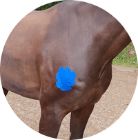 Physiotherapie und Osteopathie Pferd, Kinesiotaping Pferd, Kinesiotaping Tier