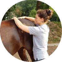 Physiotherapie und Osteopathie Pferd, Craniosacrale Therapie Pferd, Craniosacrale Therapie Tier