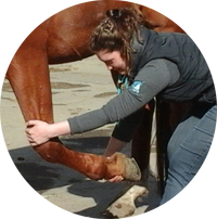 Physiotherapie Pferd, Physiotherapie Tier, Massage Pferd, Massage Tier, Lymphdrainage Pferd, Lymphdrainage Tier