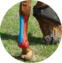 Physiotherapie und Osteopathie Pferd, Kinesiotaping Pferd, Kinesiotaping Tier